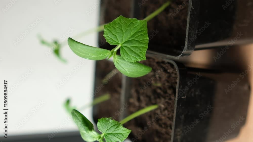 Poster cucumber seedlings thriving in small pots on a sunny windowsill during early spring