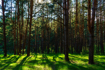 Obraz premium Sunlight illuminating green grass and tree trunks in a forest, creating natural reflections and shadows. A beautiful spring or summer woodland scene.