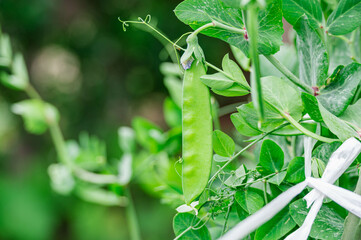 野菜畑に実る絹さや