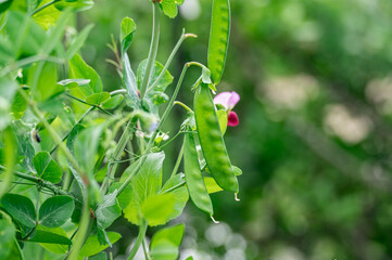野菜畑の花咲くえんどう豆　