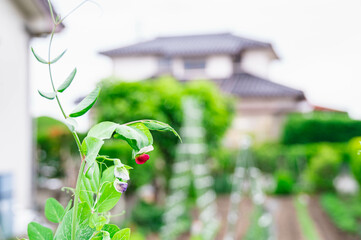 野菜畑の花咲くえんどう豆　