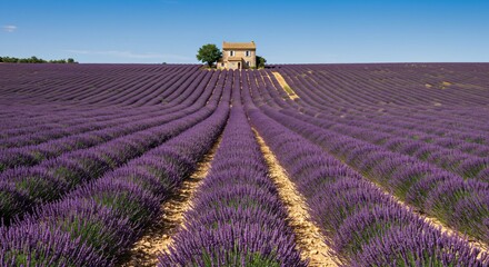 Fototapeta premium Lavender field on a clear summer day. Beautiful rows of purple flowers stretching into the distance. A serene natural landscape for wellness and relaxation.