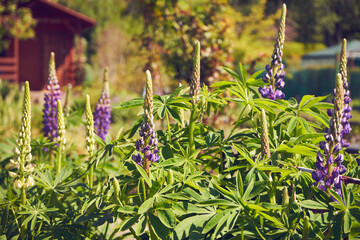 Łubin trwały, Lupinus polyphyllus L. © Marcin Łazarczyk