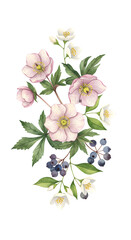 Botanical illustration pink Hellebore flowers white blossoms and dark berries on black background