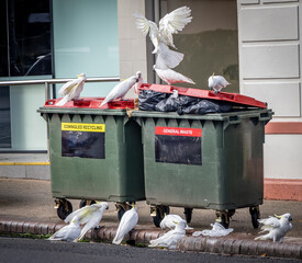 Sulphur Crested cockatoos (Cacatua galerita) scavenging from large rubbish bins on a Katoomba street, New South Wales, Australia.