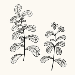 Stevia engraved plant on isolated background. Botanical floral branch of sugar herb for logo, sign, print, card, wrapping, paper. Food ingredient, harvest, sweetener. Hand drawn vector illustration