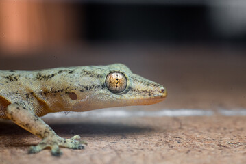 Closeup of a gecko on a wooden surface