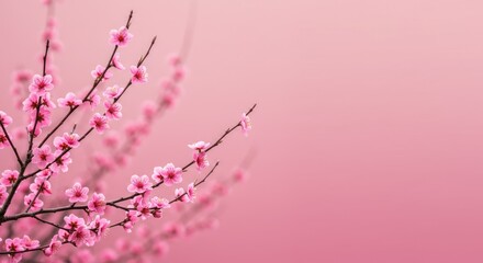 Flowering branches with small pink blossoms against a pink background soft light.