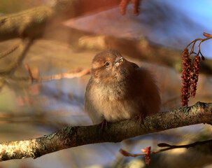 Fluffy small bird is sitting on a branch close-up. Sparrow (Passer domesticus)