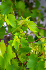 Grape vine with branches, leaves, and young fruit