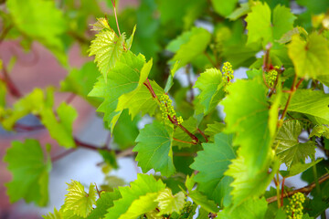 Grape vine with branches, leaves, and young fruit