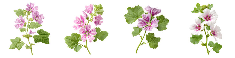 Charming, delicate floral arrangements showcasing pink and white blossoms with lush green leaves, perfect for enhancing natural beauty in home decor and botanical designs