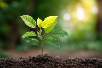 Fototapeta premium Young Sprout: A Vibrant, Hopeful New Life in Nature's Embrace