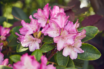Różanecznik, azalia, rododendron, Rhododendron L. © Marcin Łazarczyk