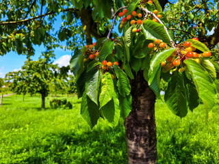 Cherry Tree in the Canton of Zug, Switzerland