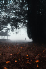 Foggy morning in a park with a large tree