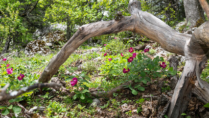 Obraz premium In a wooded area, a wild peony plant grows around a dry tree lying on the ground. Green trees in the background. Paeonia turcica.