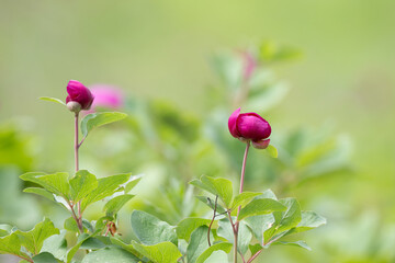 A few vibrant magenta peony buds and partially open flowers stand out among lush green leaves, set...