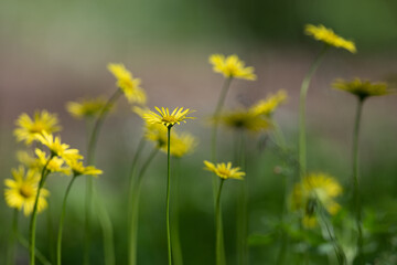 Fototapeta premium Yellow wildflower from the Doronicum family that grows in nature.
