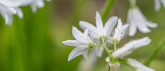 雨に濡れた小さな白い花	