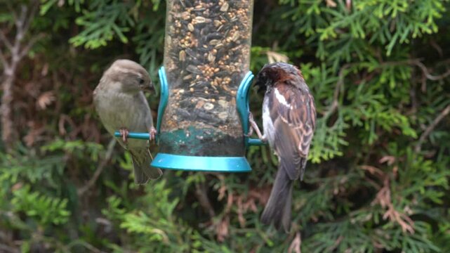 sparrows in the garden
