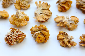Splitgill mushroom or schizophyllum commune mushroom