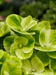 close up of green leaves