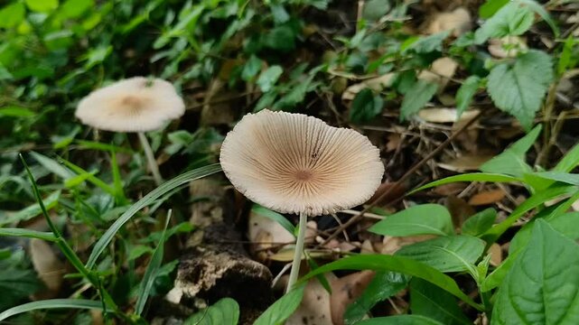 Pleated inkcap mushroom (Parasola plicatilis) growing among the grass