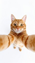 Ginger cat taking a selfie cute pet photo