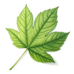 Green leaf isolated on white background showcasing intricate veins and serrations