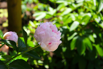 Beautiful flower of paeonia plant