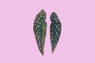 Begonia maculata leaves on white background.