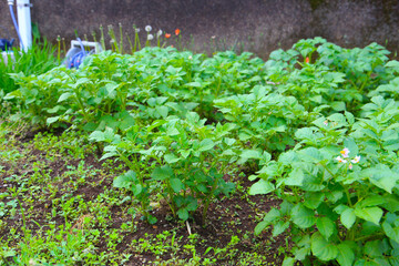 Potato plants growing in the garden
