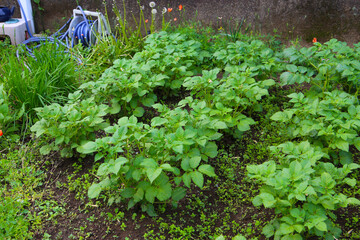Potato plants growing in the garden