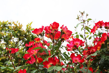 A beautiful rose bush in a public park in Japan