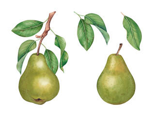Watercolor pear. Hand drawn fruits on branch, green leaves. Botanical illustration isolated on white background