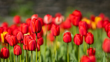 Red tulips background. Tulipa Apeldoorn, Darwin hybrid. Red tulips starting to bloom in tulip field in garden. Wallpaper. Poster. Selective focus.