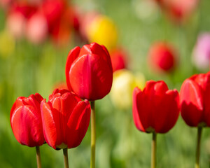 Red tulips background. Tulipa Apeldoorn, Darwin hybrid. Red tulips starting to bloom in tulip field in garden. Wallpaper. Poster. Selective focus.