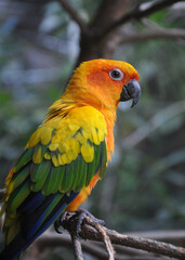 Colorful Parrot Perched on Tree Branch – Vibrant Tropical Bird in Natural Forest Habitat