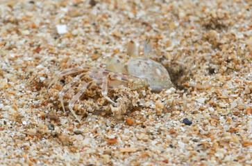 A crab is laying on the sand