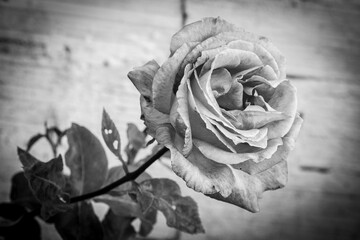 Close-up of a black and white rose.