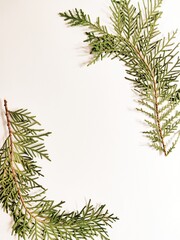 Thuja occidentalis, also known as northern white-cedar or eastern arborvitae, is an evergreen coniferous tree, in the cypress family Cupressaceae, Green Leaf on White Background.