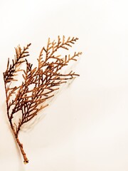 Thuja occidentalis, also known as northern white-cedar or eastern arborvitae, is an evergreen...