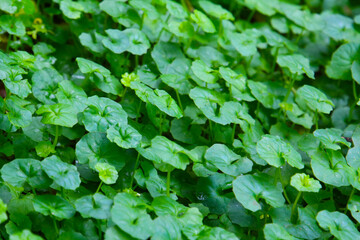 Viola hederacea or Viola Banksii