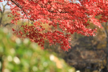 秋の紅葉