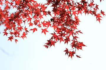 秋の紅葉