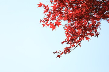 秋の紅葉