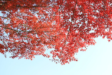 秋の紅葉