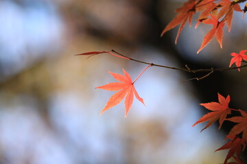 秋の紅葉