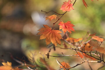 秋の紅葉